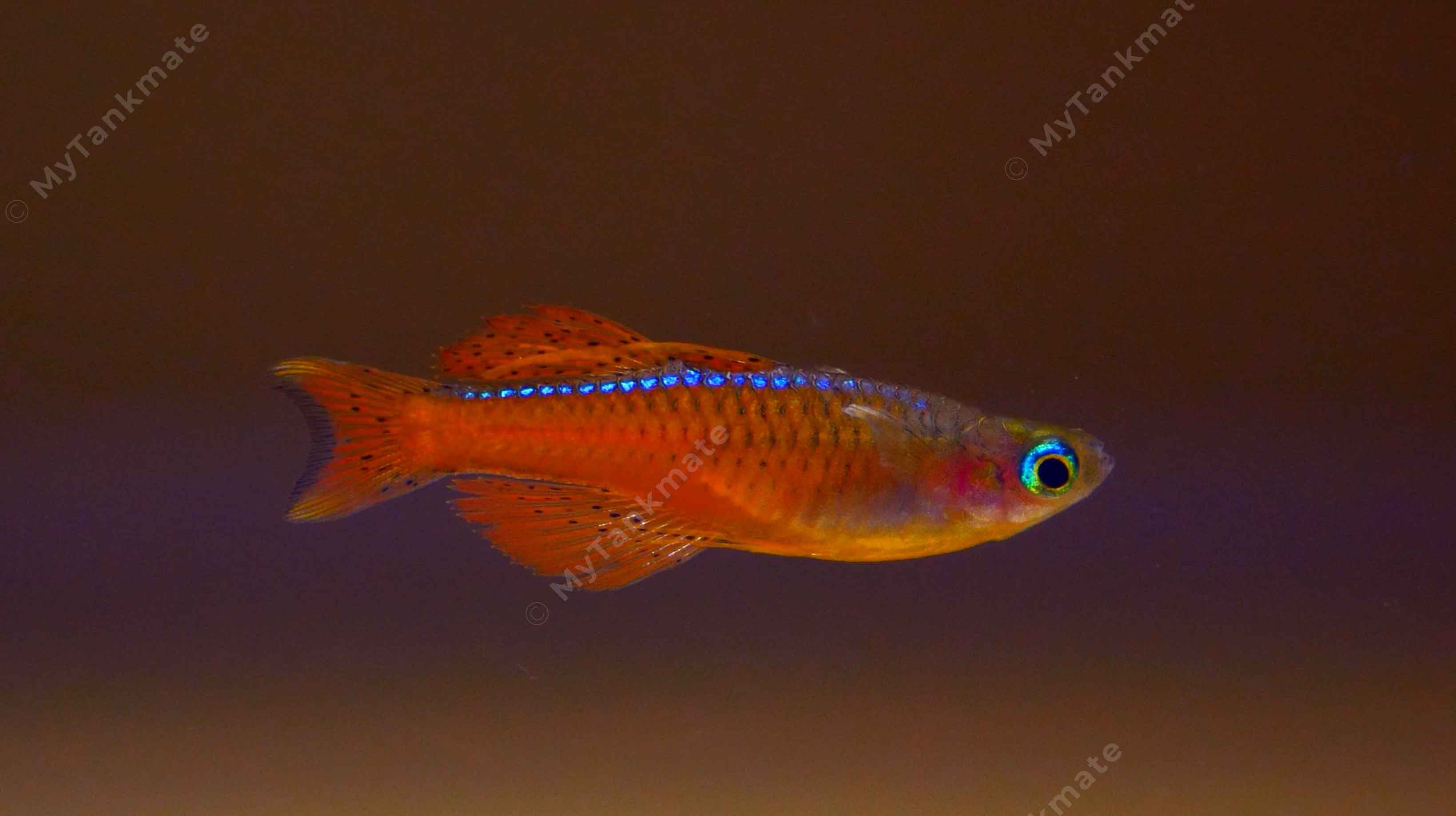 Dim water conditions that intensify structural coloration