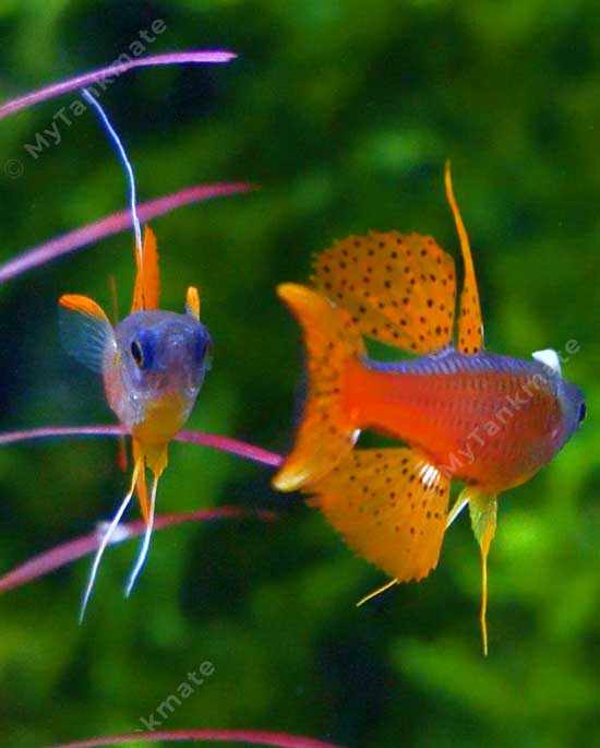 A show of dominance between male red neon blue-eyes